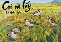 Coi và lấy